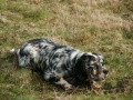 Setter Anglais VALÉRON DE L'ECHO DE LA FORET